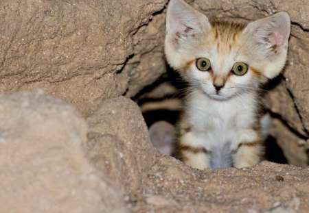 arabian sand cat - arabian, animal, sand, cat