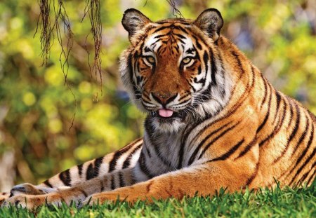 tiger - animal, resting, tiger, other