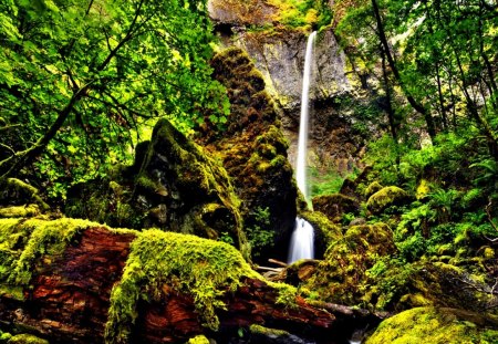 FOREST FALLS - green, waterfalls, hdr, forest