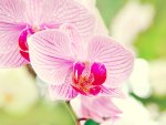 Beautiful Orchid