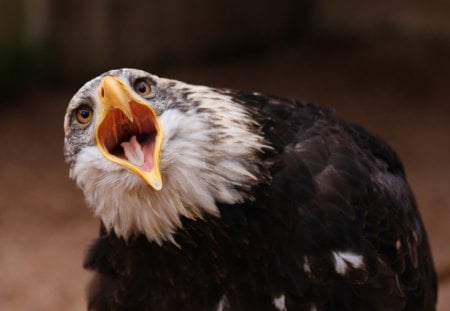 eagle's face - face, wings, birds, eagles