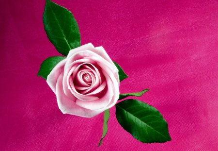 pink rose - nature, rose, flower, pink