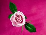 pink rose