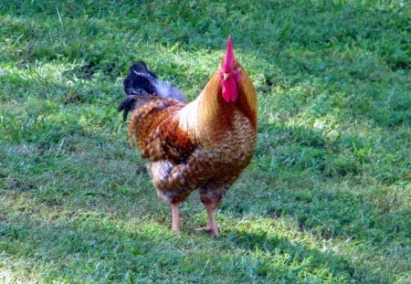 Another Rooster - chickens, farm, roosters, rural