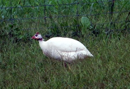 White Feathered Guinea - fowl, albino, animals, guinea