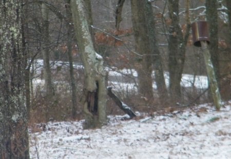 Cold Wintery Day - snow, winter, forest, woodlands