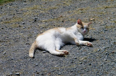 Cat In The Road - farm, pets, cats, animals