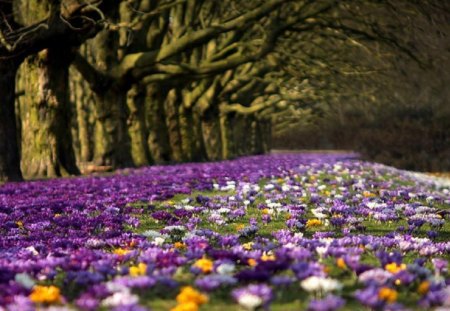 crocuses - nature, crocuses, flowers, spring