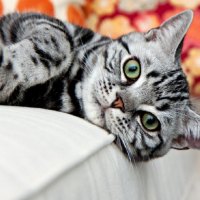 cute kitty