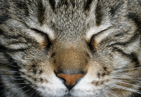 Cat - sleeping, beauty, cat face, hat, animals, sleepy, paws, face, pretty, cute, cat, kitty, lovely, kitten, cats, beautiful, sweet