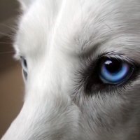 blue eyes