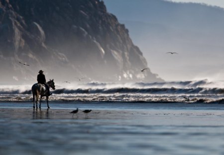 cowboy made it to the coast - beach, horse, cowboy, sea, cliffs, birds, waves