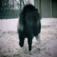 Pinto Horse (Presley)