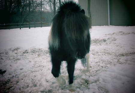 Pinto Horse (Presley) - horses, pinto horse, black and white, miniature horses