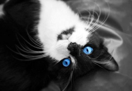 beautiful blue eyes - beautiful blue eyes, cats, beautiful, blue eyes