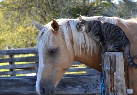 Cat and horse - sleepy, cute, beautiful, cat, sleeping, kitty, cats, hat, cat face, paws, face, animals, pretty, beauty, sweet, kitten, lovely