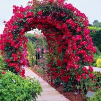 Arch of roses