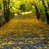 yellow leaves autumn in laval canada