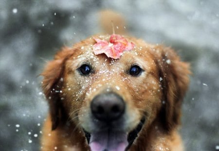 Adorable puppy - leave, adorable, puppy, snow