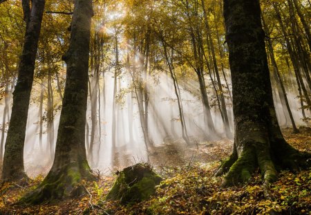 Sunrise at forest - forest, landscape, foggy, grass, sun rays