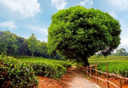 Green Landscape - sky, fence, mountain, daylight, day, field, path, road, bushes, nature, blue, green, tree, grass