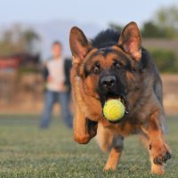 German shepherd