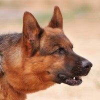 Black and red shepherd