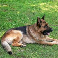 Big german shepherd