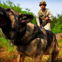 War dog