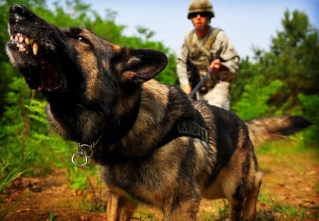 War dog - war, police, dog, german shepherd