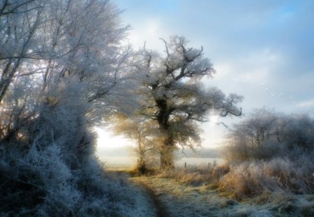 Dawn Rising - rising, trees, nature, dawn