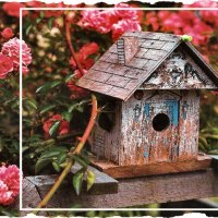 Cozy Birdhouse F1