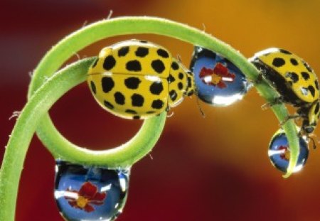 The yellow dot - animals, nature, ladybird, insect