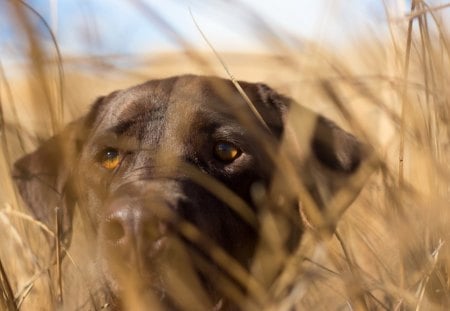 Dog - face, pretty, playful dog, cute, animals, beauty, beautiful, sweet, puppy, bubbles, playful, dogs, puppies, pay, lovely, dog face