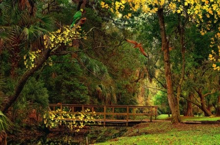 Park Bridge - grass, trees, nature, creek