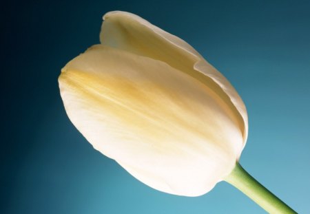 Tulip - white, flower, flowers, tulip, bud