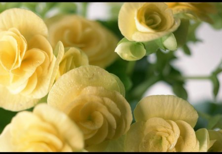 Yellow flowers - flowers, yellow, petals, rose