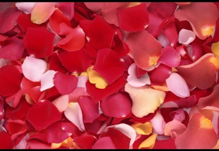 Petals - flowers, red, petals, pink