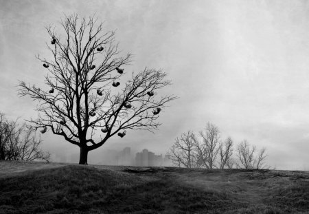 tree of - black, wp, white, photography, interesting, landscape, creative, tree