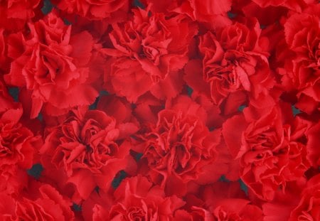 Red carnation - flowers, carnations, petals, red