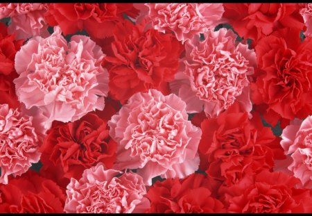 Red and pink carnation - red, petals, pink, flowers, carnation