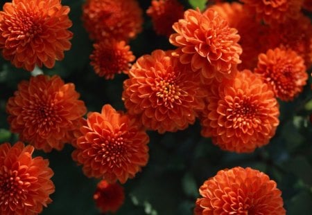 Lovely flowers - nature, orange, flowers, petals