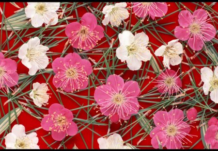 Lovely petals - flowers, white, petals, pink