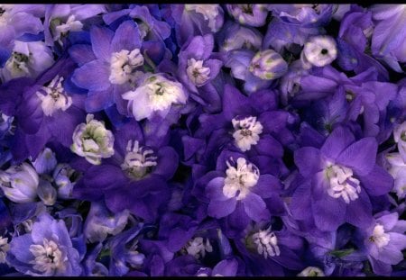 Lovely flowers - blooms, purple, flowers, petals