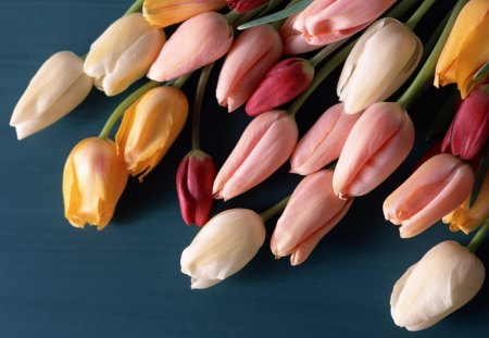 Tulips - white, red, tulips, peach, flowers, yellow, buds