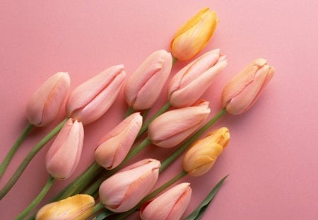 Tulips - flowers, tulips, yellow, buds, peach