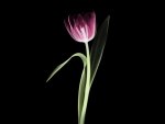 To all who love tulip