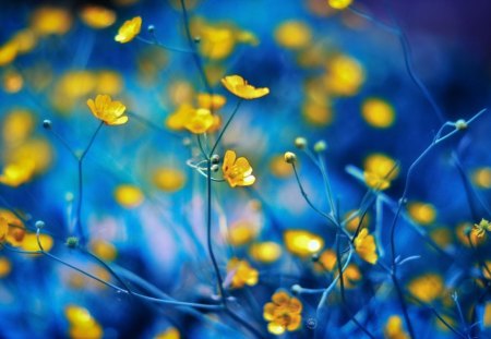 Yellow - flowers, yellow, blue, amazing