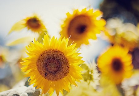 Bright Sunflower - sunflower, sky, large, bright, nature, yellow, petals, big, flower