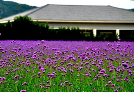 SPRING FIELD - flowers, field, spring, purple